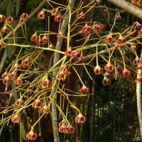 Sterculia balanghas L.
